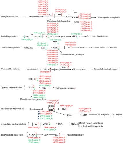 Figure 9. Differentially expressed genes of hormone metabolic pathways in callus and tissue culture seedlings of Lavandula angustifolia.Note: Red indicates up-regulated genes, Green indicates down-regulated genes. See also Supplemental Table S1.
