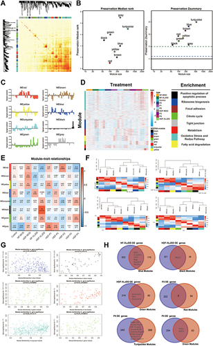 Figure 4 Weighted gene co-expression network analysis of proteomics profiles. (A) Topological overlap matrix (TOM) plot showing the correlations of each module. (B) Module preservations median rank and Zsummary score of all modules were presented. (C) The Eigengenes expression pattern in each group. (D) The correlations between various modules and their corresponding pathways. (E) Heatmap of correlations between modules and each group. Colors correspond to correlations, while red means positively correlated and blue means negatively correlated. Correlations values and P values are also labeled. (F) The correlations between the functional modules and NF-XLJDD, HDF-XLJDD, P2, and P4 groups, respectively. (G) The maps of module membership with gene significance were displayed. (H) The Venn diagram of differential genes in NF-XLJDD, HDF-XLJDD, P2, and P4 and their corresponding modules.