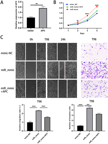 Figure 6 Increasement of APC attenuated the effects of miR-135b-5p overexpression on glioma cells. (A) The efficiency of APC overexpression was detected by qRT-PCR. (B, C) CCK-8, scratch test (magnification, x40) and transwell assay (magnification, x100) were performed to detect the proliferation, migration and invasion ability after transfection with mmic_NC, miR_mmic, miR_mmic+APC in T98 cells. ** means P < 0.01, *** means P < 0.001, **** means P < 0.0001.