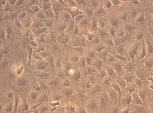 Figure 2. The cells in the experimental group adhered nearly completely on day 5 after inoculation, the cells were palisade-like or radial pattern (× 200).