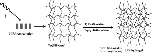 Figure 4 Synthesis of an IPN hydrogel of PNIPAAm network cross-linked by γ-ray and PNAS network cross-linked with poly-L-lysine.