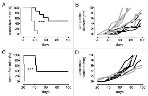 Figure 5. Increased immunogenicity of neuT-C3−/− tumors. (A and B) Incidence (A), and tumor growth (B) of 1 × 106 mammary carcinoma cells dissociated from neuT (gray lines) and neuT-C3−/− (black lines) donor mice and injected subcutaneously into immunocompetent BALB/c females (n = 8 per group). (A) Reduced (50%) and delayed incidence (***P < 0.0001, Log-rank Mantel–Cox Test) was found upon transplantation of tumor cells from neuT-C3−/− as compared with cells from neuT mice. (B) Tumor growth plotted as mean tumor diameter over time. Each line refers to an individual tumor. 5 independent experiments were performed and a single representative example is shown. (C and D) Incidence (C), and tumor growth (D) of mammary carcinomas from neuT (n = 3; gray lines) and neuT-C3−/− mice (n = 8; black lines) injected subcutaneously to C3−/− females. (C) Reduced (62.5%) and delayed incidence (***P = 0.0008, Log-rank Mantel–Cox Test) was observed for neuT-C3−/− cells. (D) Tumor growth plotted as mean tumor diameter over time. Each line refers to an individual tumor. Three independent experiments were performed and a single representative example is shown.