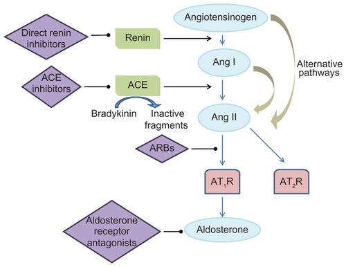 Figure 1 The renin-angiotensin-aldosterone system.