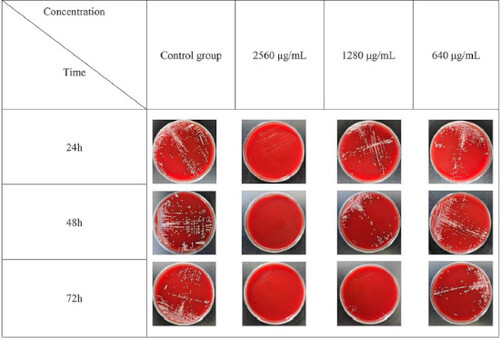 Figure 5. Colony growth of Actinomyces viscosus (A. viscosus) under different time and drug concentration.