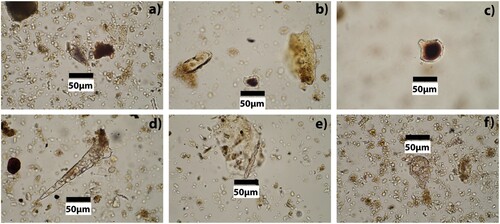 Figure 3. Burnt and corroded phytoliths: (A) trichome/hair phytolith with burning, Ain Ghazal, sample 39 6; (B) bulliform phytolith with burning and cracking, WF16, sample 2973; (C) keystone phytolith with burning, WF16, sample 6172; (D) macro hair phytolith with corrosion and pitting, WF16, sample 2973; (E) elongate smooth phytolith with corrosion, WF16, sample 6214; (F) keystone phytolith with pitting, Ain Ghazal, sample 39.