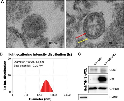 Figure 2 Characterization of EVs isolated from Huh7/NIS.Notes: (A) Morphology of EV-Huh7/NIS confirmed by transmission electron microscopy, arrow indicates the lipid bilayer (scale bar: 100 nm). (B) Size and Zeta potential of EV-Huh7/NIS determined by ELS (n=3; average diameter: 169.2±71.5 nm). (C) Western blot analysis of EV-Huh7/NIS and Huh7/NIS.Abbreviations: EVs, extracellular vesicles; ELS, electrophoretic light scattering.