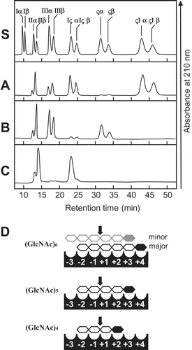 Figure 3. HPLC analysis of the hydrolysis products of (GlcNAc)n by SdChiA.S, Standards (GlcNAc)1–6. (a) hydrolysis products of (GlcNAc)6; (b) hydrolysis products of (GlcNAc)5; (c) hydrolysis products of (GlcNAc)4. I to VI, α and β indicates (GlcNAc)1–6, α- and β- anomer, respectively. Standard (GlcNAc)1–6 and the reaction mixtures were analyzed by HPLC on a TSKgel amide-80 column as described in Materials and Methods. (d) Schematic representation of the substrate binding mode in the subsites. (GlcNAc) are shown as hexagon. The reducing-end sugars are filled in black or gray. The arrows indicate the cleavage site.