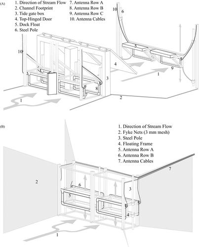 FIGURE 1 Illustrations of antenna systems described in our study. (A) Deployment at the top-hinged gate. The walls and ceiling of the tide gate box, as well as the accompanying dike (which would extend sideways from the tide gate box), have been removed for clarity. The four antenna on the upstream side of the tide gate were stationary on the tide gate box floor, while the floating antenna on the bayside were tethered to two steel poles by cable. (B) Antenna deployment at the nongated channel. Antennas floated with tidal level and the channel was constricted by fyke nets.