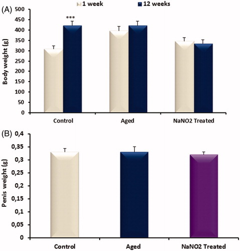 Figure 1. Bar graph showing body (A) and penile (B) weight in control, aged control and NaNO2-treated groups. Data are mean ± SEM (n = 6) and ***p < 0.001 versus control.