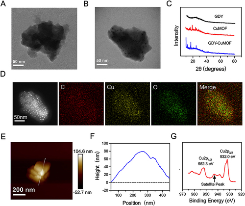 Figure 1 Characterization of GDY-CuMOF (A) TEM image of GDY. (B) TEM image of GDY-CuMOF. (C) XRD analysis of GDY-CuMOF. (D) Elemental mapping of GDY-CuMOF. (E) AFM image of GDY-CuMOF. (F) Height of GDY-CuMOF obtained from AFM. (G) XPS spectrum of GDY-CuMOF.