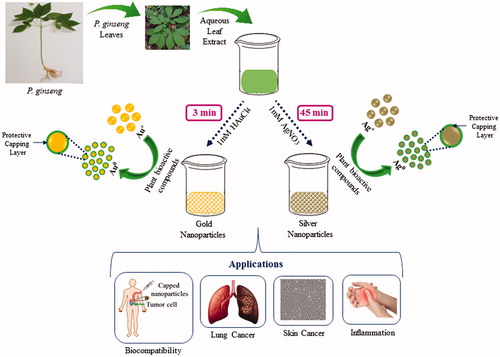 Figure 2. Schematic illustration of the P. ginseng leaf extract-mediated gold and silver nanoparticles and their biomedical applications.