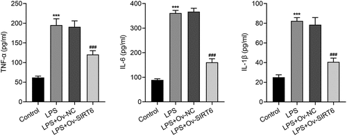 Figure 2 Overexpression of SIRT6 attenuated LPS-induced inflammation in PDLSCs. ELISA assay was utilized to examine the levels of TNF-α, IL-6 and IL-1β after plasmid transfection in LPS induced PDLSCs. n = 5. ***p < 0.001 vs Control, ###p < 0.001 vs LPS+Ov-NC.
