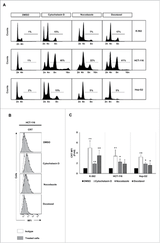 Figure 1. Analysis of DNA content and CRT expression in tumor cells treated with drugs that induce hyperploidy. (A) Representative cell cycle profiles of K-562, HCT-116 and Hep-G2 cells treated with cytochalasin D (0.6 µg/mL), nocodazole (100 nM) or docetaxel (3 nM) for 48 h are reported. Numbers refer to percentage of polyploid (>4n) cells. (B) Cancer cells were treated with cytochalasin D, nocodazole or docetaxel for 48 h and the cell surface expression of CRT was analyzed by flow cytometry. The histograms show a representative experiment performed with HCT116 cells. (C) The graph shows the fold induction ± SEM of the mean fluorescent intensity (MFI) of CRT on the cell surface of K-562, HCT-116 and Hep-G2 cells (at least three independent experiments were performed; *p < 0.05; **p < 0.01, Mann–Whitney U test).