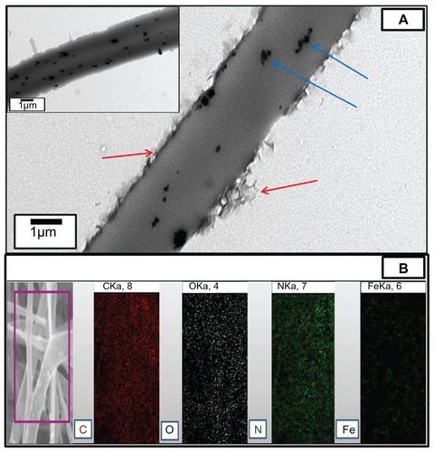 Figure 3 (A) Representative transmission electron microscopic image of the camptothecin/iron(III) oxide-embedded poly(D,L-lactide-co-glycolide) composite. The inset image shows the uniform distribution of iron(III) oxide nanoparticles. Red and blue arrows demonstrate the distinct camptothecin layer and iron(III) oxide nanoparticles, respectively. (B) Electron probe microanalysis mapping result of the camptothecin/iron(III) oxide-embedded poly(D,L-lactide-co-glycolide) composite. The purple square represents the selected area.Abbreviations: C, carbon; Fe, iron; N, nitrogen; O, oxygen.