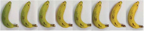 Figure 2. Ripening of carbide-treated banana for 48 h (6 h interval for each frame).