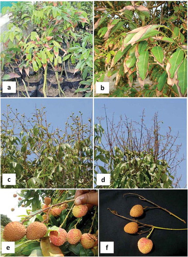 Fig. 1 a, Symptoms of leaf blight on nursery plants. b, Leaf blight symptoms on an orchard tree. c, Healthy panicles with fruit set. d, Diseased panicles with no fruit set (panicle blight). e, Symptoms of fruit blight in the field. f, Diseased fruit.