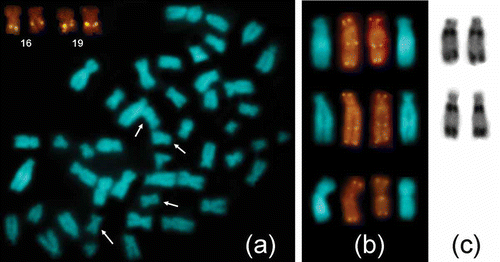 Figure 2. Selective patterns of chromosome locations of (a) 18S rDNA and (b) interstitial telomeric sequences, detected by FISH, and (c) constitutive heterochromatin detected by C-banding. In (a), arrows indicate rDNA/NOR-bearing chromosomes in a metaphase plate counterstained with DAPI; the insert shows the same chromosomes after FISH. In (b), telomeric signals on chromosomes 1 in the populations of Central Italy (upper row) and Sicily (middle row), additional signals on the X chromosomes (lower row); in (c), corresponding C-banded chromosomes 1.