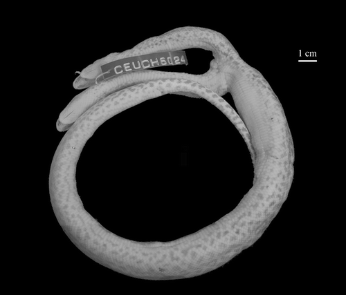 Figure 2. Ventral view of dicephalic Eunectes notaeus (CEUCH 6024) from Corumbá, MS, Brazil.