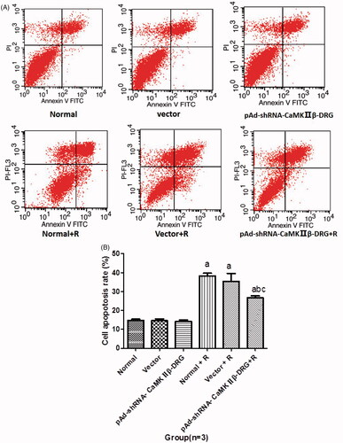 Figure 2. (A) The represented data of cell apoptosis detected by flow cytometry. (B) Apoptosis rate of the cells in every group. (x¯± s, n = 3). Compared with normal group, ap < .05, compared with normal + R group, bp < .05, compared with vector + R group, cp < .05.