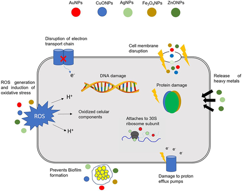 Figure 2 Different mechanisms of action of NPs in bacterial.