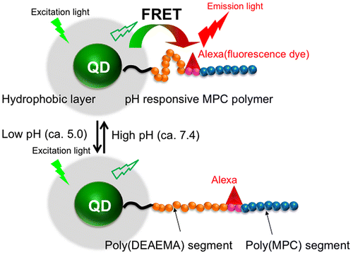 Figure 3. Schematic representation of QD modified with pH-responsive triblock-type MPC polymer and its FRET generation in response to pH change.