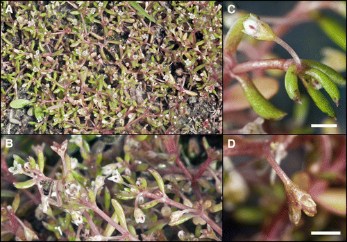 Figure 3  Flowering and fruiting plants of Crassula natans var. minus. A, Plants growing on damp sand with Glossostigma elatinoides. B, Flowering and fruiting branches, note pedicellate flowering and fruiting condition, erect to erecto-patent petals each with a prominent basal abaxial magenta marking. C, Close-up of flower and leaves (note the minute apiculate leaf apices, hydathodes along the leaf margins). D, Mature follicles borne on a decurved, elongated pedicel. Scale bars (C, D) = 1 mm.