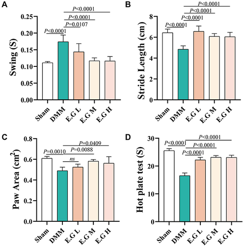 Figure 3 E.G alleviated behavioural pathological changes and pain in the DMM-induced KOA mice. (A) Swing (S), (B) Stride length (cm), (C) Paw area (cm2) of the right hind limb and (D) hot plate reaction time (S) of mice were detected. All data were taken as means ± standard deviations (n=6). The corresponding graph provided the exact P value.