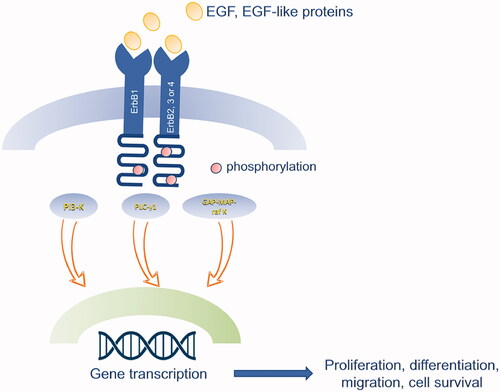 Figure 2. Schematic representation of EGF signalling pathway. The binding of EGF or EGF-like proteins induces oligomerization of EGFR (ErbB1) with ErbB2/c-neu, ErbB3, and ErbB4, and subsequent phosphorylation of the receptor, leading to the transduction of different pathways: PLC-γ1, PI-3 Kinase, GAP-MAP-raf kinase. These pathways are involved in several functions, such as cell proliferation, migration and survival.