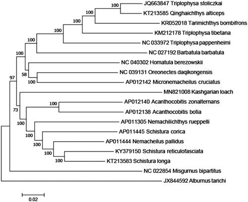 Figure 1. A phylogenetic tree constructed based on the comparison of complete mitochondrial genome sequences of the Nemacheilidae, T. yarkandensis (Kashgarian loach) and other 16 species of Nemacheilidae family. They are Triplophysa stoliczkai, Qinghaichthys alticeps, and Triplophysa tibetana (Tibetan stone loach), Tarimichthys bombifrons, Barbatula barbatula, Oreonectes daqikongensis and Nemachilichthys rueppelli (stone loach), Triplophysa pappenheimi (Yellow River stone loach), Homatula berezowskii, Micronemacheilus cruciatus, Acanthocobitis zonalternans, Schistura longa and Schistura corica (ray-finned loach), Acanthocobitis botia (Thailand mottled loach), Nemacheilus pallidus (undertone loach), Schistura reticulofasciata (stream loach). Misgumus bipartitus and Albumus tarichi are used as outgroup. Genbank accession numbers for all sequences are listed in the figure. The numbers at the nodes are bootstrap percent probability values based on 1000 replications.