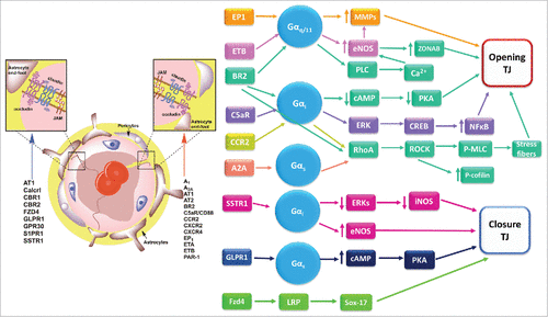 Figure 4. BBB regulation by different G protein coupled receptors. Left, schematic representation of the BBB, showing a list of GPCRs the stimulate TJ formation (blue arrow) or favor TJ disassembly (red arrow). Right, signaling pathways activated in the BBB by GPCRs to promote BBB opening or closure. References for these studies are shown in Table 1. Receptors: AT1, angiotensin II receptor 1; A1/ADOR, adenosine receptor; BLT2/LTB4R2, leukotriene B4 receptor type 2; BR2/BKR2/BDKRB2, bradykinin receptor B2; Calcrl, calcitonin receptor-like receptor; CBR, cannabinoid receptor; CCR, C-C motif chemokine receptor; CXCR, C-X-C motif chemokine receptor; C5aR, complement C5a receptor; EP, E-type prostanoid receptor; ETB, endothelin receptor; FZD, frizzled class receptor; GLPR1, glucagon like peptide 1 receptor; GPR, G protein-coupled receptor; PAR, protease-activating receptor; SSTR, somatostatin receptor; S1PR, sphingosine-1 phosphate receptor. Other abbreviations: cAMP, cyclic adenosine monophosphate; CREB, cAMP response element-binding; eNOS, endothelial nitric oxide synthase; ERK, extracellular signal-regulated protein kinase; iNOS, inducible nitric oxide synthase; LRP, low density lipoprotein receptor-related protein; MLC, Myosin light-chain; MMP, Matrix metalloproteinase; NFκB, nuclear factor kappa B; p, phosphorylated; PKA, protein kinase A; PLC, Phospolipase C; ROCK; Rho-associated protein kinase; Sox-17, SRY-Box 17 transcription factor; ZONAB, ZO-1-associated nucleic acid-binding protein.