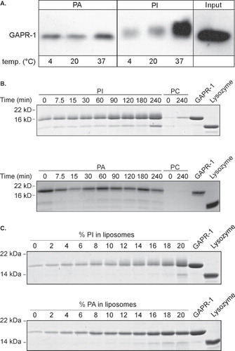 Figure 2. Binding to PI is time, temperature and concentration dependent. (A) GAPR-1 was incubated with cholesterol/phospholipid liposomes containing 85 (mol)% PC and 15% PA or PI at 4°C, 20°C or 37°C for 90 min, after which the liposomes were floated on a sucrose gradient. The top fractions from the gradient were resolved by SDS–PAGE and analyzed by Western blotting with an antibody to GAPR-1. GAPR-1 from stock is shown in the input lane. (B) GAPR-1 and lysozyme were incubated with liposomes (described in panel A) containing PI (upper panel) or PA (lower panel) at the indicated times at 37°C. After flotation of the liposomes on a sucrose gradient, proteins were precipitated with chloroform/methanol. The proteins were visualized using SDS-PAGE and coomassie blue. Input of GAPR-1 (25%) and lysozyme (25%) are shown on the right. (C) GAPR-1 and lysozyme were incubated with PC/cholesterol liposomes containing the indicated percentages (mol % phospholipid) of PI or PA as indicated at 37°C for 90 min. After incubation, the liposomes were floated on a sucrose gradient and bound proteins were visualized using SDS-PAGE and coomassie blue. Input of GAPR-1 (50%) and lysozyme (50%) are shown on the right.