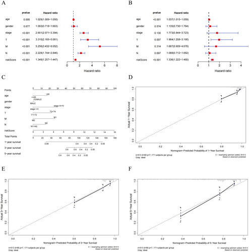 Figure 6. Independent prognostic analysis of Riskscore and nomogram assessment. (A) Results of univariate Cox regression analysis for different features. Hazard ratio (HR) > 1, Risk factors; HR < 1, Protective factors. (B) Results of multivariate Cox regression analysis for different features. (C) Nomogram of the prognostic model score combined with clinical information. Column line plots are generated by constructing a multivariable regression model to assess the contribution of various influencing factors (magnitude of regression coefficients) on the outcome variable. Each level of each influencing factor is assigned a score based on its impact within the model, and these scores are then summed to obtain a total score. Finally, using the functional transformation relationship between the total score and the probability of the outcome event, the predicted value for the occurrence of the outcome event for an individual is calculated. (D-F) Calibration curves of the nomogram to predict 1-year, 3-year, and 5-year risk. The calibration curve is a scatter plot of the actual occurrence rate versus the predicted occurrence rate. It is used as an indicator to evaluate the accuracy of the column line plot predictions.