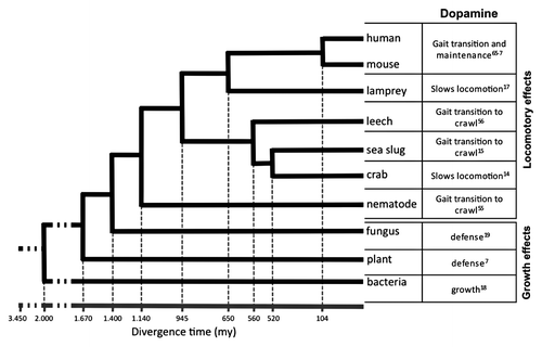 Figure 2. Evolutionary tree showing the presence of dopamine across different taxa as well as its use. Dopamine seems to be generally involved in the production of slower gaits often associated with feeding.