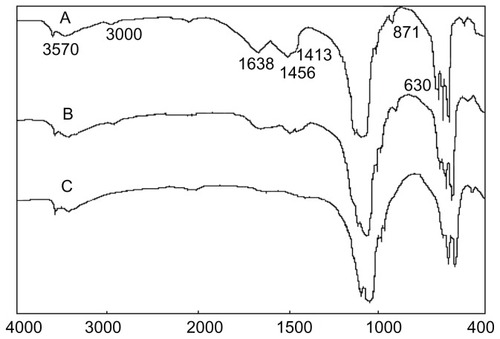 Figure 4 Infrared spectra of apatite crystals (A) hydrothermally treated at 100°C, (B) sintered at 600°C, and (C) sintered at 800°C.