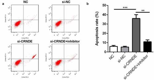 Figure 5. Knockdown of miR-146a-5p reversed the effect of si-CRNDE on the apoptosis rates of PC. (a-b) Flow cytometry assay was performed to determine the apoptosis rates of PC. **p < 0.01, ***p < 0.001. Each experiment was repeated for 3 times