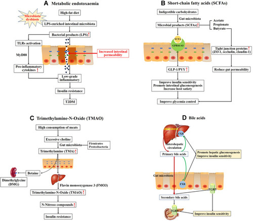 Figure 1 Overall scheme showing the potential mechanisms linking gut microbiota and the development of T2DM. (A) High-fat diet increases LPS-enriched intestinal microbiota, resulting in elevating the concentration of LPS. Excessive LPS triggers the dysfunction of intestinal barrier and increases intestinal permeability, then leading to the low-grade inflammatory through binding and activating Toll-like receptors (TLRs). Chronic low-grade inflammation is associated with insulin resistance and type 2 diabetes. (B) Indigestible carbohydrates were hydrolyzed and fermented to produce short-chain fatty acids (SCFAs), such as acetate, propionate and butyrate. SCFAs activate G-protein coupled receptors 41 and 43 (GPR41/43) to stimulate production of glucagon-like peptide-1 (GLP-1) and the intestinal peptide YY (PYY), which improve insulin secretion and promote intestinal gluconeogenesis. (C) High consumption of meats leads to produce excessive choline. Choline is metabolized to produce trimethylamine (TMA) by gut microbiota, primarily the Firmicutes and Proteobacteria phyla. TMA readily passes the intestinal wall to form trimethylamine-N-Oxide (TMAO). TMAO promotes insulin resistance through forming N-Nitroso compounds. Choline may escape microbial degradation and converted into betaine and further metabolites (eg, dimethylglycine (DMG)) which have detrimental osmotic effects by mammalian mitochondrial pathways in kidney. (D) Primary bile acids are synthesized from cholesterol in hepatocytes. Secondary bile acids are derived from primary bile acids, mainly by the biosynthetic capabilities of few gut microbes. The primary BAs can regulate hepatic glucose metabolism and insulin sensitivity through activating the nuclear farnesoid X receptors (FXR) in liver and intestine. Secondary bile acids can stimulate GLP-1 secretion from L-cells in the intestine to improve insulin sensitivity through binding to G-protein-coupled bile acid receptor 1 (TGR5) in enteroendocrine cells and pancreatic β-cells.