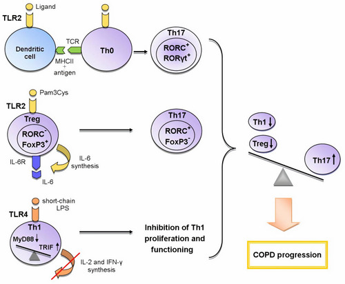 Figure 1 The role of TLR2 and TLR4 in the formation of Th17 immune response in COPD.Legend: Recently three mechanisms of the influence of TLRs on the formation of T-helper immune response in COPD are proposed: 1) the activation of TLR2 signaling in dendritic cells during the presentation of antigen to Th0 cells enhances the expression of RORγt, RORC (Th17-associated transcription factors) and thus contributes to the differentiation of Th17 cells; 2) TLR2 signaling in Tregs initiates the synthesis of IL-6; IL-6, acting in an autocrine manner, inhibits the expression of FoxP3 responsible for the suppressive activity and initiates the expression of RORC in these cells; as a result, the polarization of Tregs towards Th17 cells occurs; 3) the switching from the TLR4/MyD88-dependent pathway to the TLR4/TRIF-dependent pathway in Th1 cells leads to a decrease in synthesis of IL-2 and IFN-γ and the inhibition of IL-2-mediated proliferation of these cells. Thus, the activation of these mechanisms causes an imbalance between T-helper subpopulations towards Th17 cells, which leads to COPD progression.