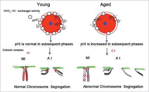 Figure 7. Schematic representation of the involvement of increased pHi in aneuploidy in old oocytes. Aging causes decreased HCO3−/Cl− exchanger activity in full-grown GV oocytes, which have the strongest HCO3−/Cl− exchanger activity of the oocyte phases.Citation26,27 Therefore, in subsequent phases of aged oocytes, anions cannot be excluded in a timely manner to the extracellular compartment due to reduced activity of the HCO3−/Cl− exchanger, leading to an increase in the oocyte pHi. The increased pHi of aged oocytes might affect the cohesin subunit-subunit binding affinity, change its stability, modify its function, and alter its subcellular localization, among other effects. Finally, the increased pHi of aged oocytes gives rise to the deterioration of the cohesin wrapped around the chromosome, leading to increased aneuploidy. The small blue circle represents the nucleus, and the pink circle represents the cytoplasm.