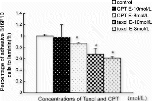 Anti-adhesive effects of Taxol and CPT on B16F10 to laminin. *P<0.05.