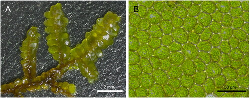 Figure 1. The morphological images of Porella grandiloba. (A) Dorsal view of a specimen plant and (B) median cells of a leaf were captured using stereomicroscope (Leica S9i) and light microscope (Leica DM750), respectively.