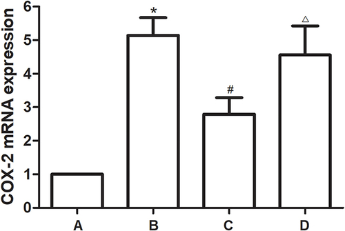 Figure 5 COX-2 mRNA expression of rat cartilage in each group. (A) Blank control group. (B) Hulth model group. (C) TFRD treated group. (D) Hydrochloride treated group. *P<0.05 compared with the blank control group, #P<0.05 compared with the Hulth model group. ΔP>0.05 compared with the Hulth model group.