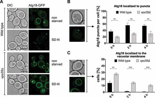 Figure 9. Atg18 accumulates at the vacuolar membrane in the absence of Vps35. (A) Wild-type or vps35∆ cells expressing Atg18-GFP under the control of an endogenous promotor were grown to an OD600 of 2–3 and transferred to nitrogen free SD-N. Localization of Atg18-GFP was then analyzed using fluorescence microscopy. Scale bar: 5 µm. (B) Atg18-GFP puncta in the cytosol were counted and the ratio of puncta per total number of cells was determined. (C) Cells with Atg18-GFP localized at the vacuolar membrane were counted and divided by the total number of cells to calculate the percentage of cells with GFP at the vacuole membrane. (B, C) Three independent experiments were analyzed for quantification. Statistical relevance was determined using an unpaired two-tailed t-test, error bars indicate SEM, asterisks indicate p-values. Scale bar: 4 µm.