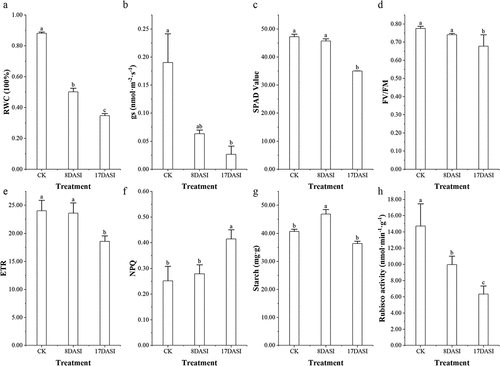 Figure 1. Physiological analysis of seedlings in response to drought stress: (a) the leaf water content (RWC); (b) the stomatal conductance (gs); (c) the chlorophyll value (SPAD); (d) Maximum quantum efficiency (Fv/Fm); (e) Linear electron transport rate (ETR); (f) Non-photochemical reaction quenching coefficient (NPQ); (g) the starch content; (h) 1,5-diphosphate ribulose oxygenase (RUBP). CK- Control group; 8DASI–8 days after drought stress; 17 DASI- 17 days after drought stress; Significant differences are indicated (P ≤ 0.05).