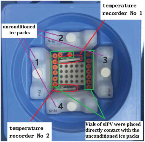 Figure 1. Placement of vials, temperature recorders and unconditioned ice packs for mimicking transportation.