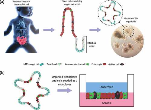 Figure 2. (a) Summary of organoid culture procedure. (b) Schematic of organoid monolayer seeded onto a permeable transwell insert.