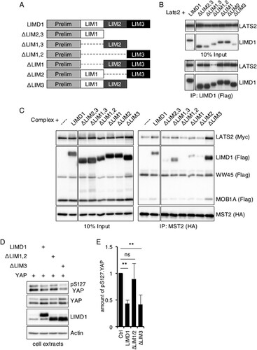 FIG 9 Mapping the LIM region(s) of LIMD1 that mediates association with LATS and the Hippo core kinase complex in cells. (A) Diagram of LIM domain mutants of human LIMD1. (B) HEK293T cells were transfected with LATS2 and the indicated hLIMD1 mutants. LIMD1 was immunoprecipitated, and the bound products were Western blotted with the indicated antibodies. The left column is an input control. (C) HEK293T cells were transfected with epitope-tagged Hippo core kinase complex components and the indicated hLIMD1 mutants. MST2 was immunoprecipitated, and the bound products were Western blotted with the indicated antibodies. The left column is an input control. (D) HEK293T cells were transfected with the indicated plasmids. The cells were lysed, and cell extracts were Western blotted with the indicated antibodies. (E) Quantification of the relative amounts of pS127.YAP, normalized to total YAP protein, in the various lanes of panel D. The amount of pS127.YAP present in control cells (transfected with only YAP) was arbitrarily set as 1. **, P < 0.01; ns, no significant difference. The quantified experiments were performed at least 3 times, and a representative example is shown. The data are presented as means and SD.