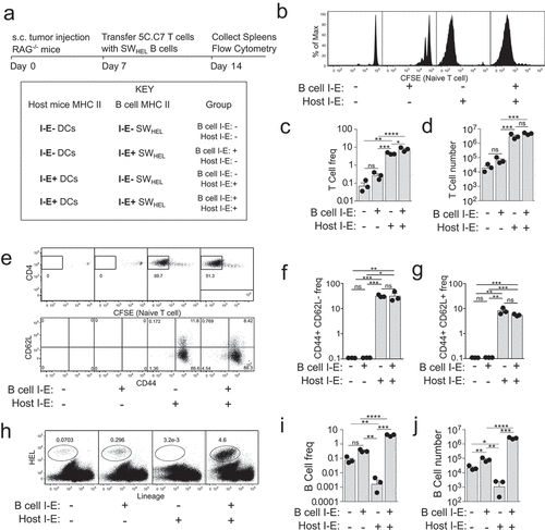 Figure 1. Naïve tumour-specific B cells are poor activators of naïve tumour-specific CD4+ T cells in vivo despite a lymphopenic environment.