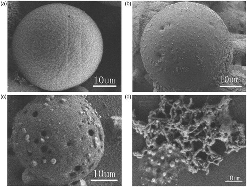 Figure 6. SEM images of: (a) Eudragit-coated MWCNTs microspheres after incubation for 6 h at pH 1.2, 4.5 and 6.8; (b), (c) and (d) Eudragit-coated MWCNTs microspheres after incubation for 0.5 h, 2 h and 16 h at pH 7.4, respectively.