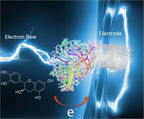 Scheme 1. Representation of electron transfer of laccase immobilized on carbon nanotube.