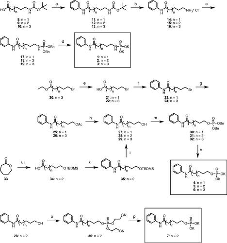 Scheme 1. Synthesis of HDAC inhibitors 1–7. a) HBTU, DIPEA, aniline, DMF b) 4 N HCl in dioxane c) dibenzyl phosphite, BrCCl3, Et3N, CH3CN d) H2, Pd/C, MeOH, KHCO3 e) 33% HBr in AcOH f) DCC, DMAP, aniline, DMF g) KOAc, DMF, 70 °C h) NaOH, MeOH i) NaOH, H2O j) imidazole, TBDMS-Cl, DCM k) HBTU, DIPEA, aniline, DMF l) 4 N HCl in dioxane m) Dibenzyl N,N-diisopropylphosphoramidite, 5-(Ethylthio)-1H-tetrazole, ACN, tert-butyl hydrogen peroxide n) H2, Pd/C, MeOH, KHCO3 o) Bis(2-cyanoethyl)-N,N-diisopropylphosphoramidite, Sulphur, ACN p) KOH, MeOH.